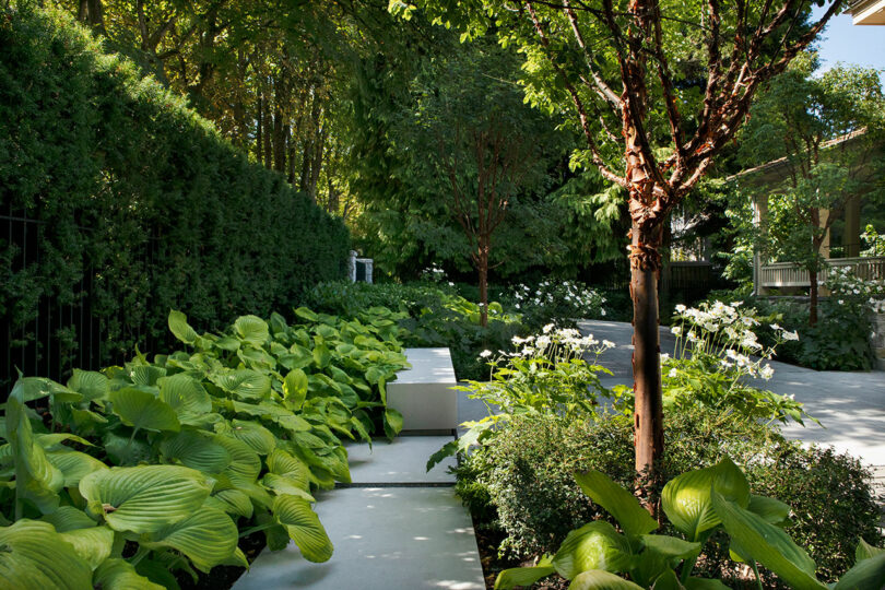 A well-maintained garden with large hostas and a variety of lush plants, stone paths, and a wooden house partially visible in the background.